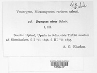 Uromyces minor image